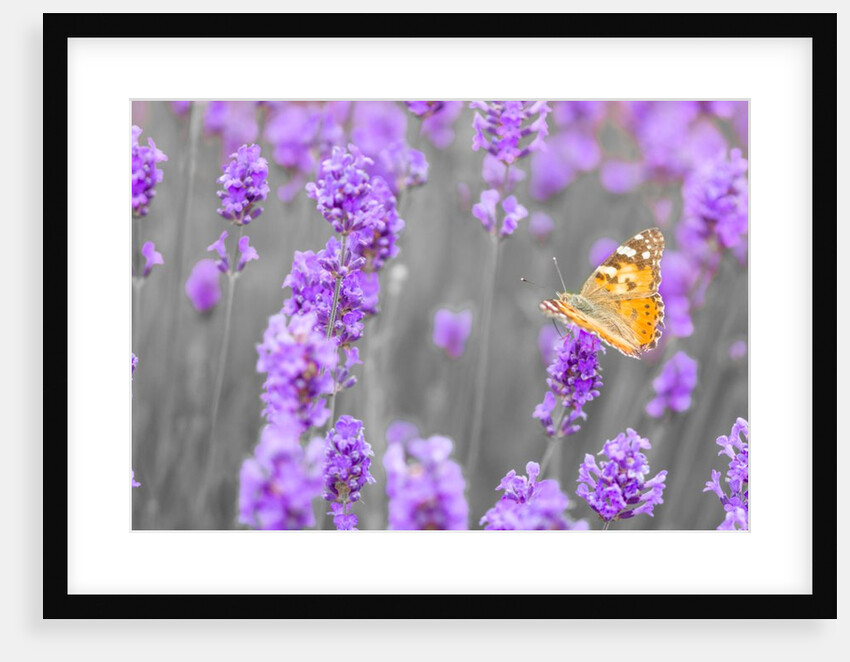 Butterfly Lavender flowers by Assaf Frank